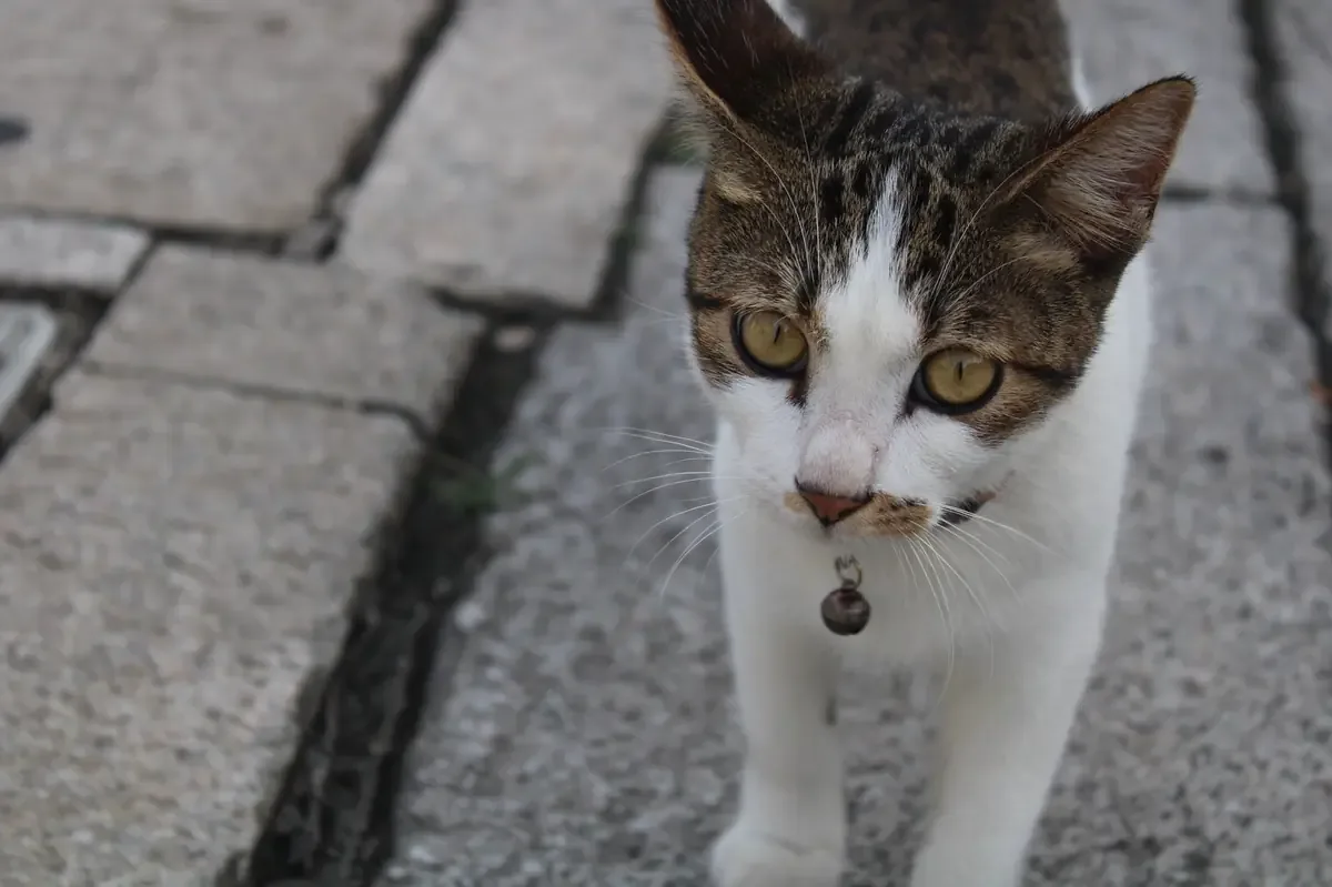 Polícia desmantela rede de furto e venda de gatos para consumo em Vietnã