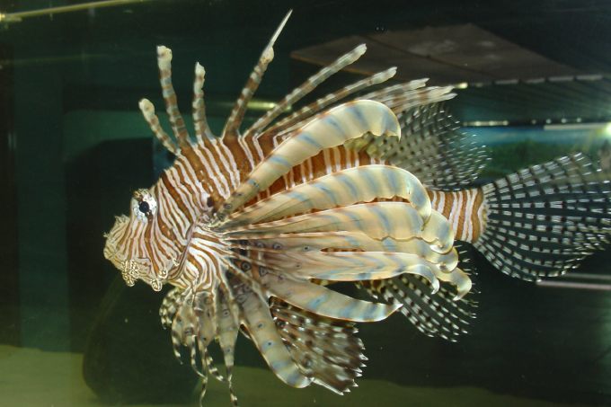 Avanço do peixe-leão mobiliza equipes de resgate e cientistas no Brasil