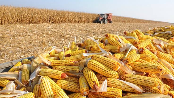 Produtividade do milho exige planejamento de densidade e solo