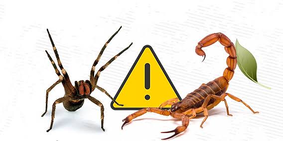Picadas de animais peçonhentos e cuidados necessários
