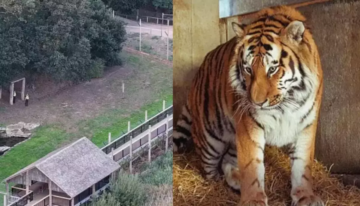 Homem morre após ser atacado por tigre em zoológico britânico