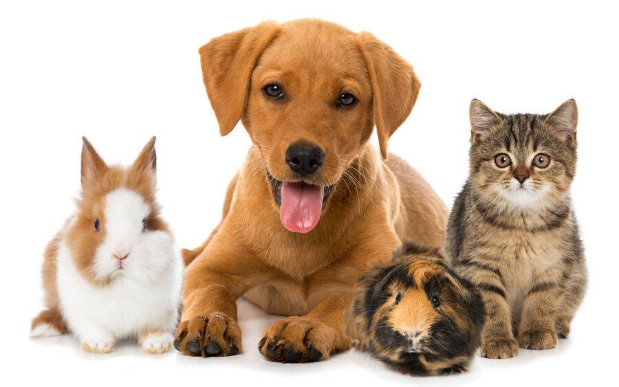 Cuidados com pets: dicas de bem-estar e eventos de saúde no RJ e MG