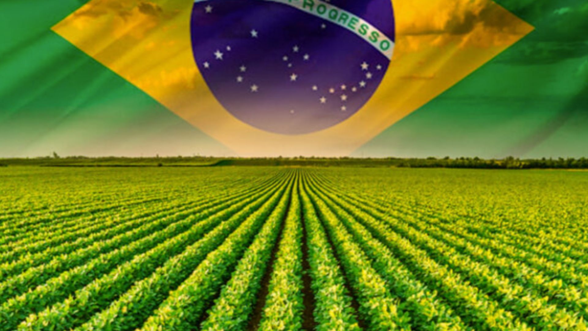Agronegócio brasileiro enfrenta alta de recuperações judiciais