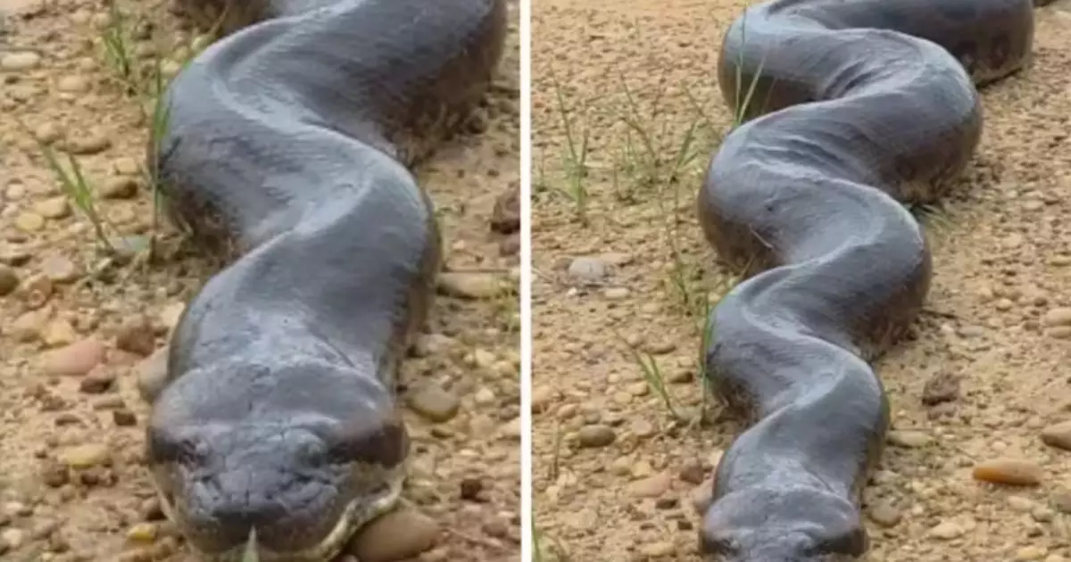 Fotógrafo registra sucuri de 4 metros no Mato Grosso do Sul