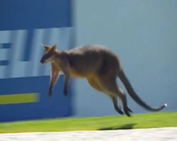 Canguru invade pista e paralisa treinos da MotoGP na Austrália