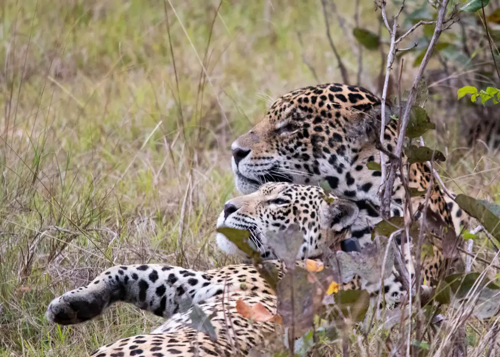 Pesquisas e flagrantes destacam a vida das onças-pintadas no Pantanal