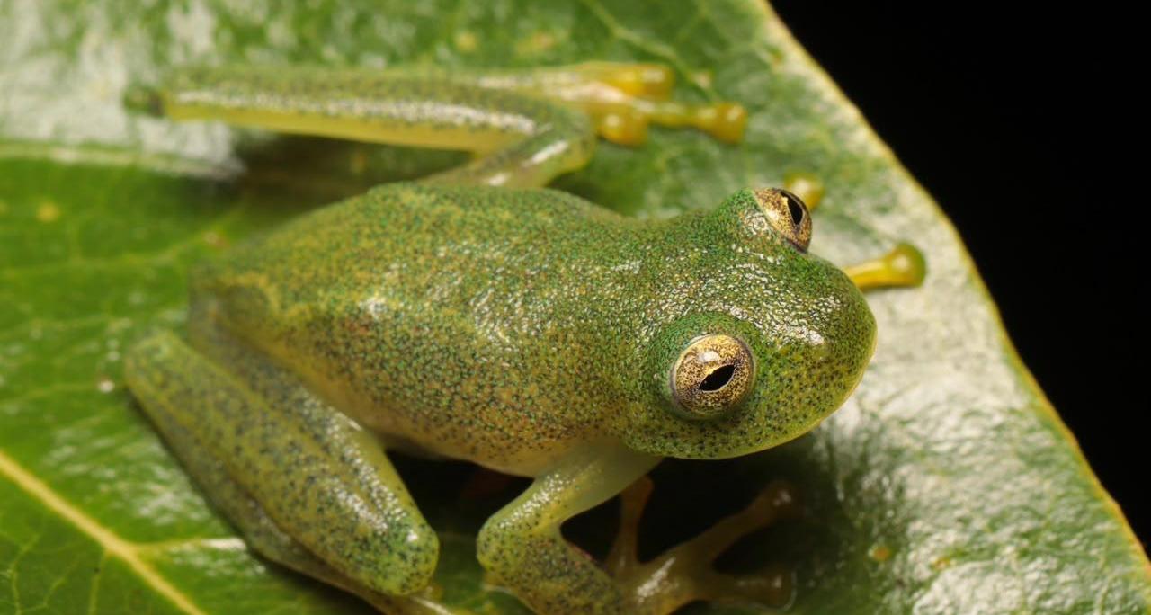 Pesquisadores descobrem nova espécie de perereca-de-vidro em Goiás