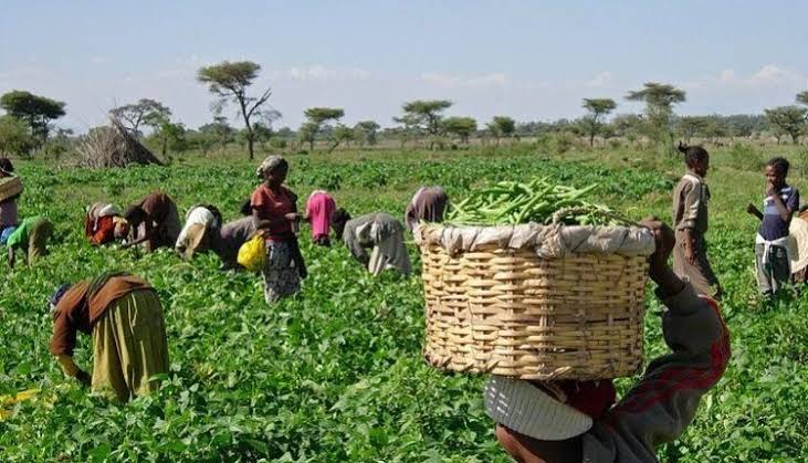 Angola registra produção recorde de alimentos e debate agrícola avança na África