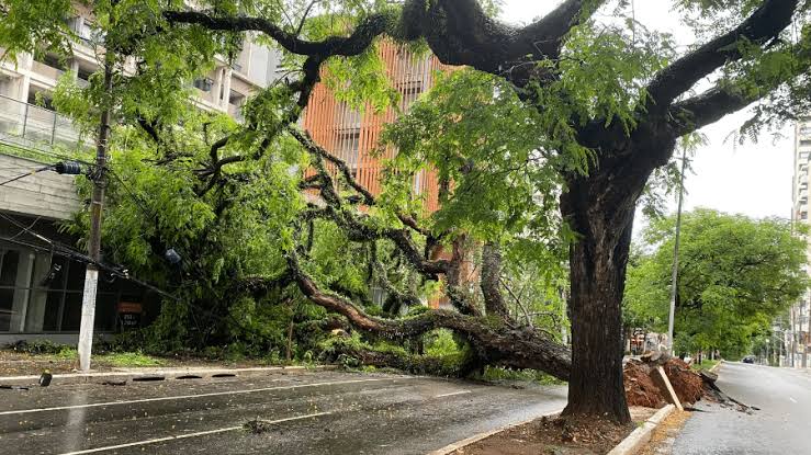 Temporais causam quedas de árvores e transtornos no Sudeste