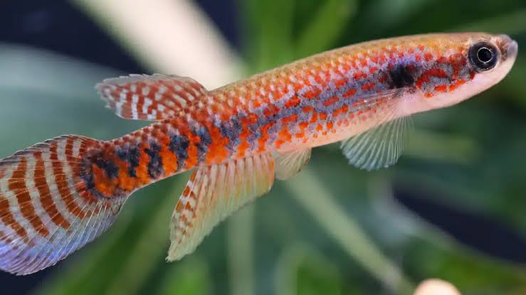 Pesquisador brasileiro descobre nova espécie de peixe na Amazônia