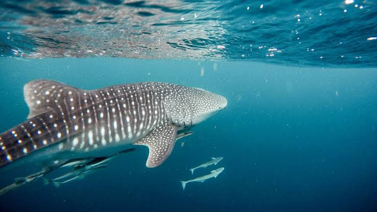 Organização oceanográfica marca tubarão-baleia gigante na costa do México