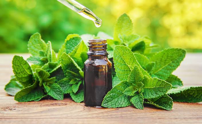 Ciência debate o uso seguro de plantas medicinais e terapias naturais