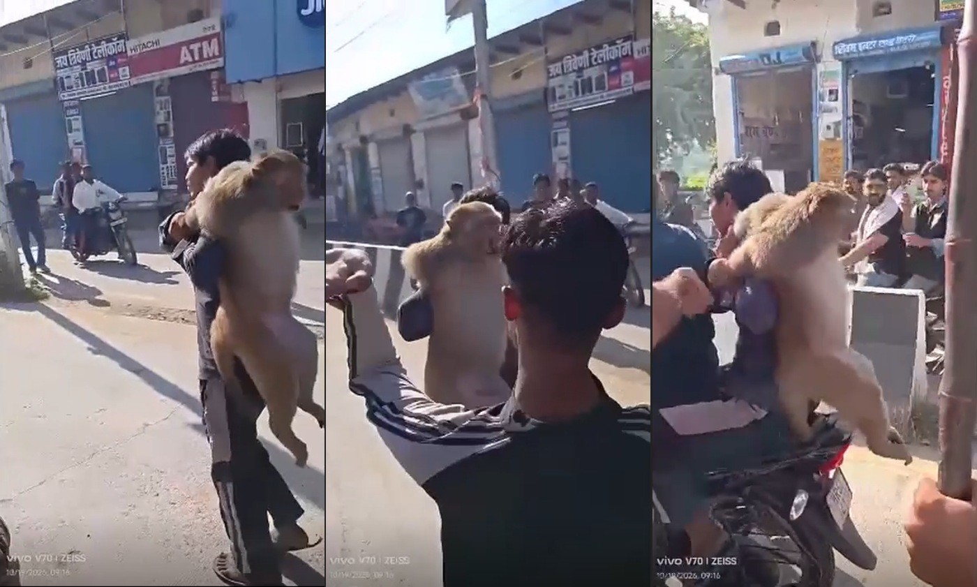 Macaco suspeito de ataques é capturado e agredido na Índia