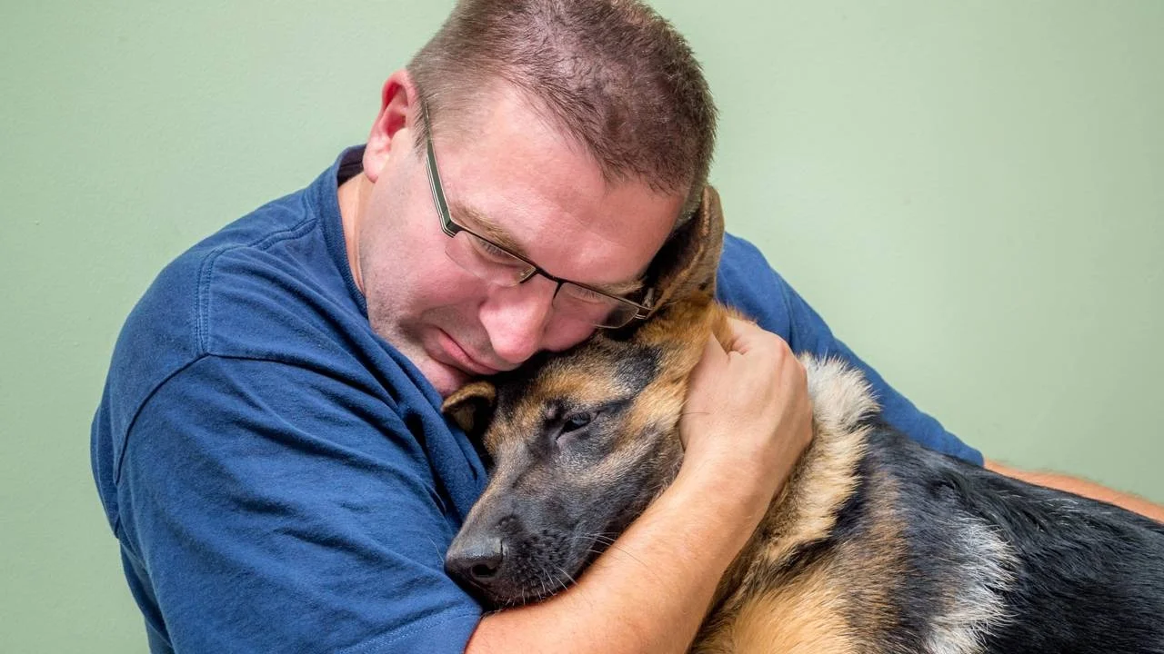Estudos revelam como cães interpretam sons, imagens e emoções humanas