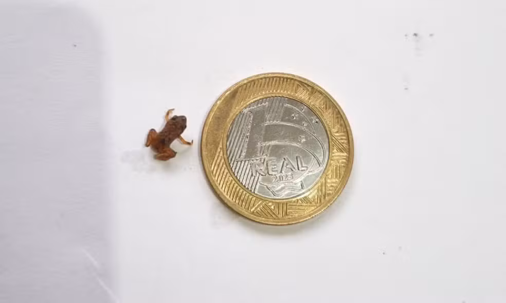 Nova espécie rara de sapo menor que moeda de um real é descoberta no Rio de Janeiro