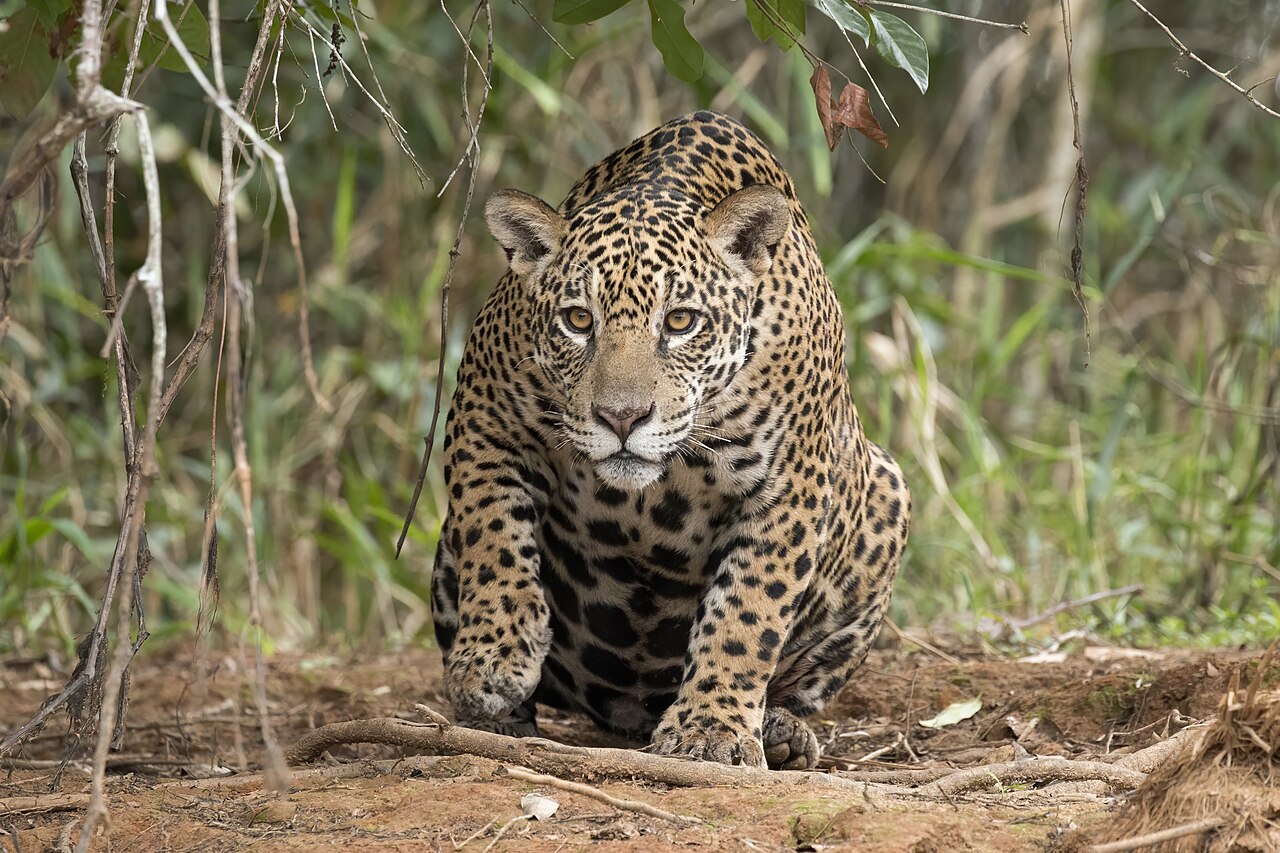 Nova onça-pintada é registrada no Parque Nacional do Iguaçu