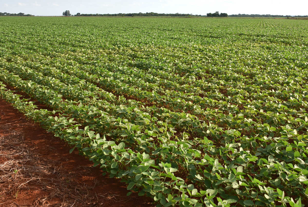 Impactos do El Niño ameaçam lavouras no sul de Mato Grosso do Sul